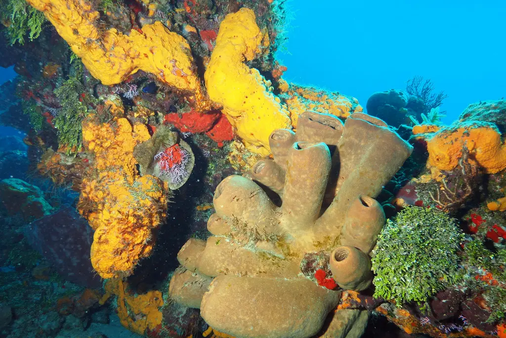 Colorful coral reef in Cozumel