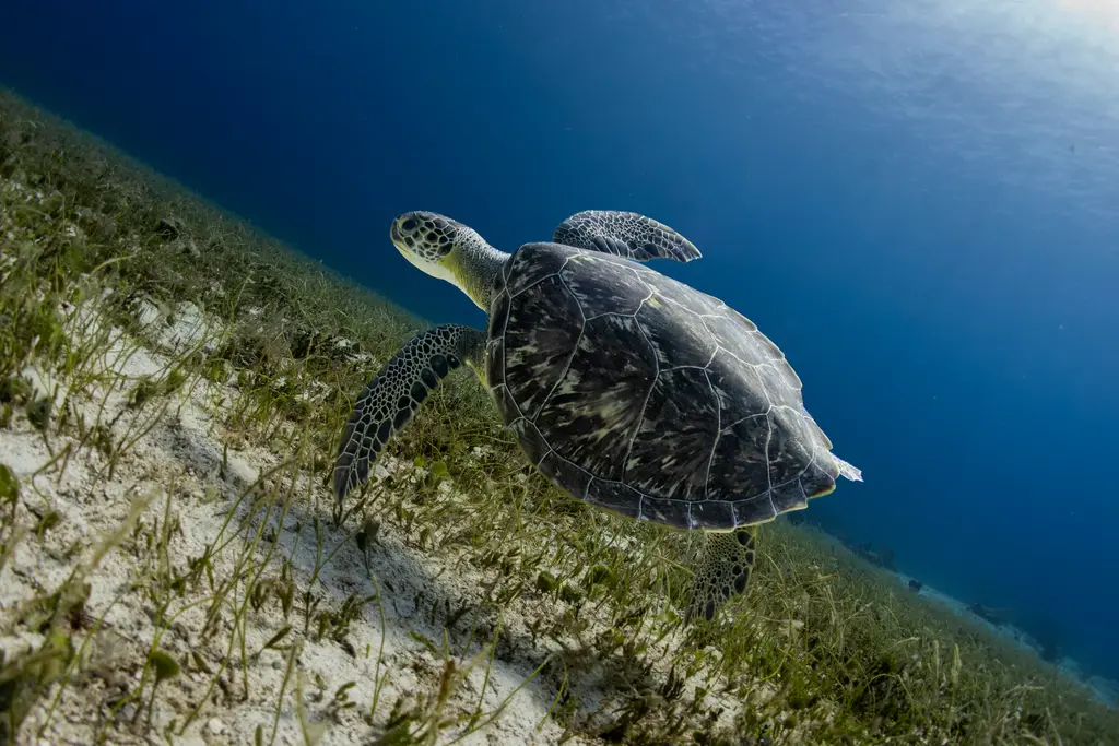Sea turtle swimming in Cozumel waters