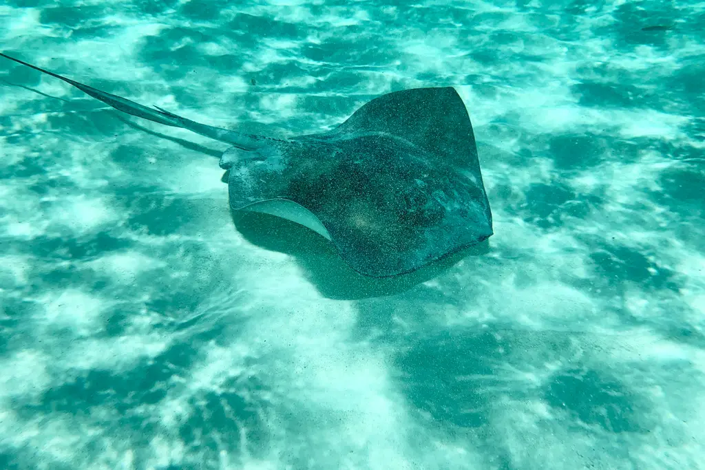 Stingray over the sandy bottom in the Mexican Caribbean