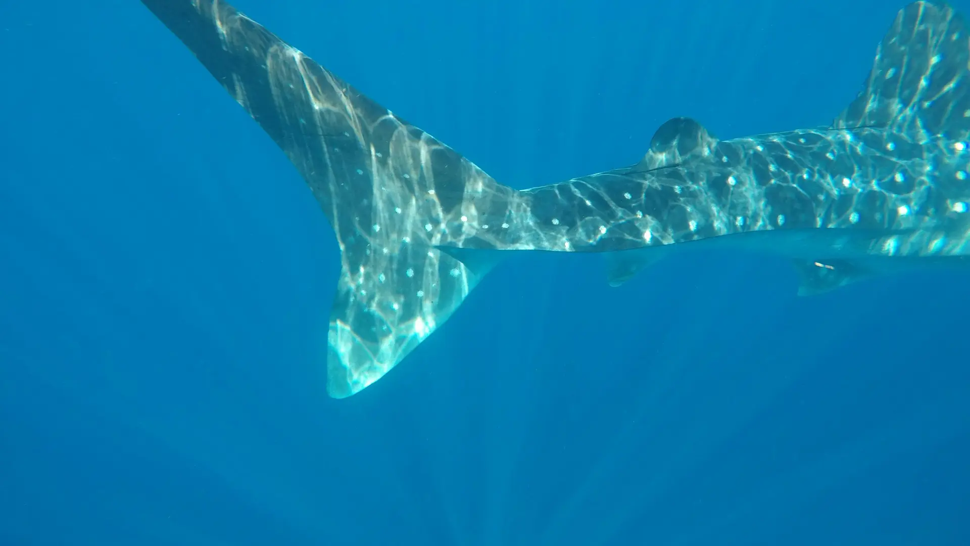 Whale shark swimming in blue water off Isla Mujeres