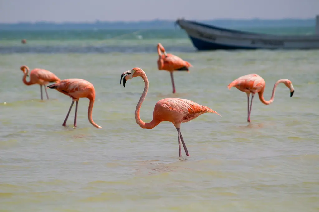 Flamingos in the shallows of Holbox