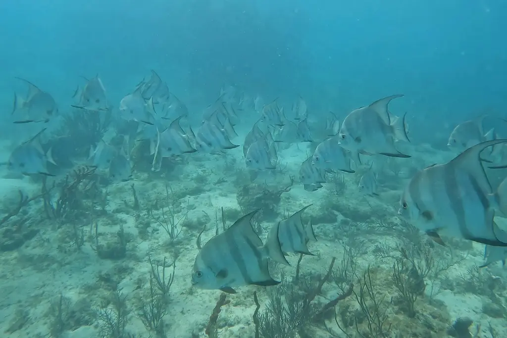 Fish over the sandy bottom of the Puerto Morelos reef