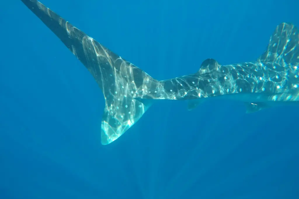 Whale shark swimming off Isla Mujeres