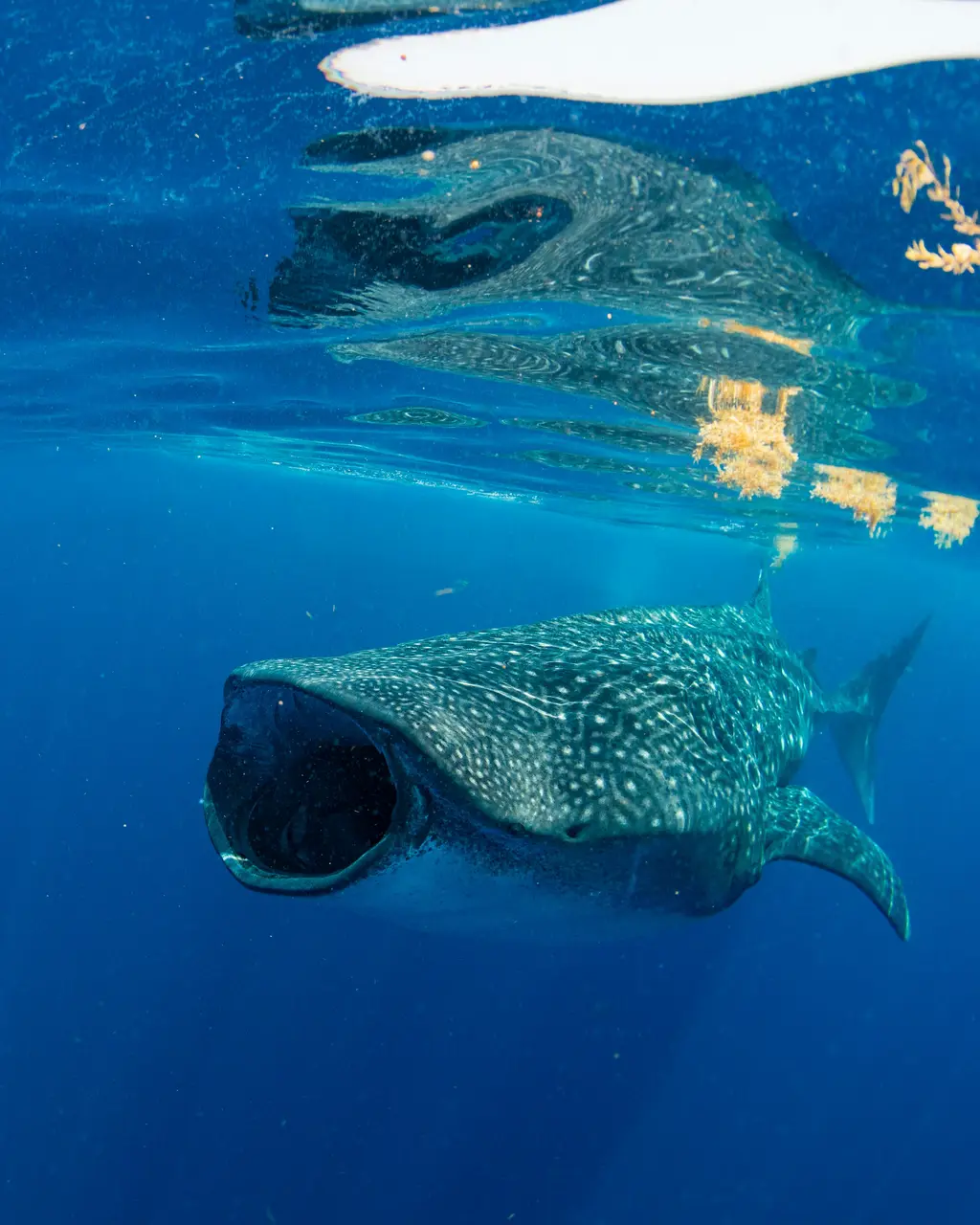 Whale shark feeding off Cancún