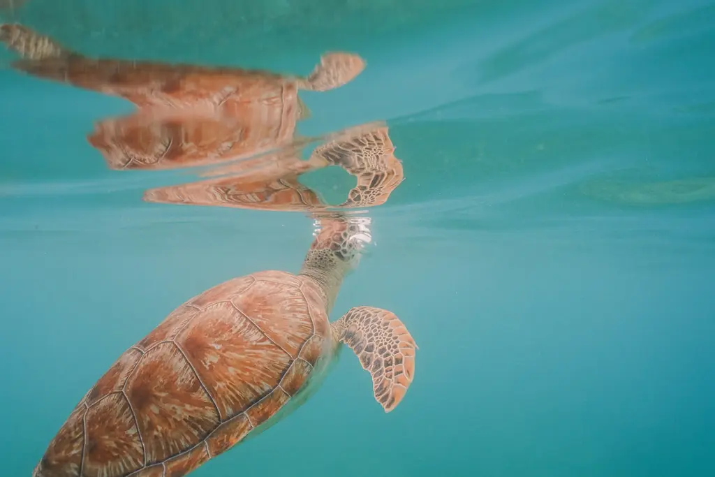 Sea turtle coming up for air off the Tulum coast
