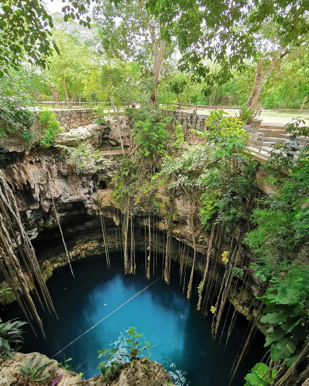 Deep cenote with hanging roots in Yucatán